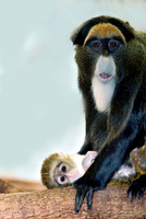 Cercopithecus neglectus DEBRAZZA'S MONKEY 6018552z