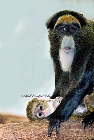 Cercopithecus neglectus  DEBRAZZA'S MONKEY 6018552z