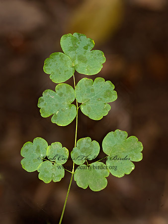 Thalictrum aquilegifolium  COLUMBINE MEADOWRUE 9041833z