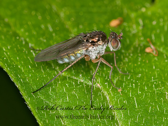 Pelastoneurus  LONGLEGGED FLY  3015261z