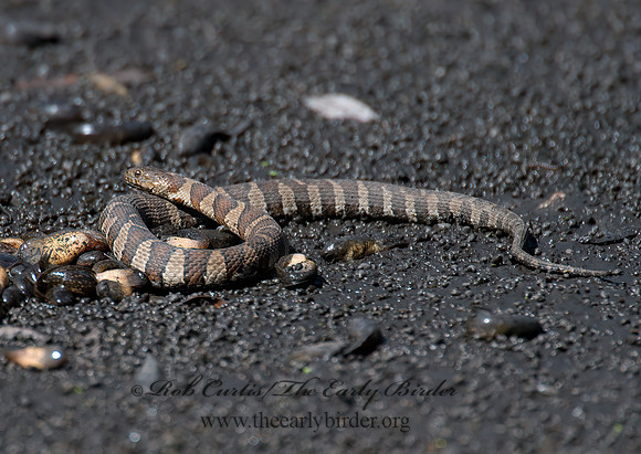 Nerodia sipedon  NORTHERN WATER SNAKE 9014482z