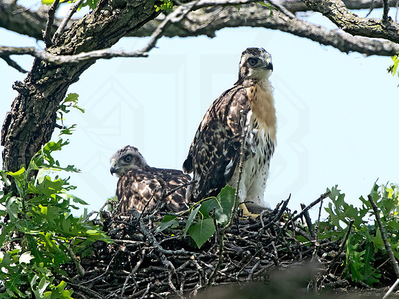 Buteo jamaicensis  RED-TAILED HAWK 9068624z