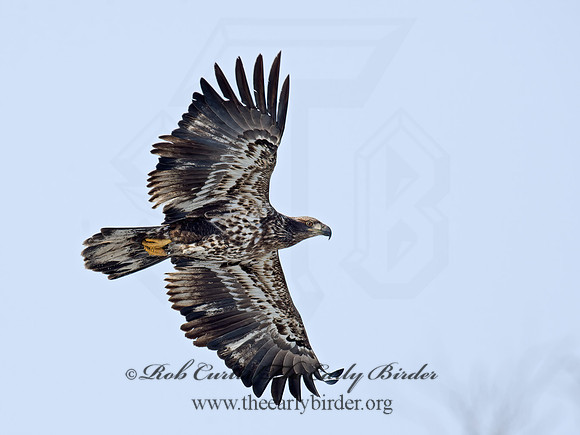 Haliaeetus leucocephalus  BALD EAGLE 9018685z