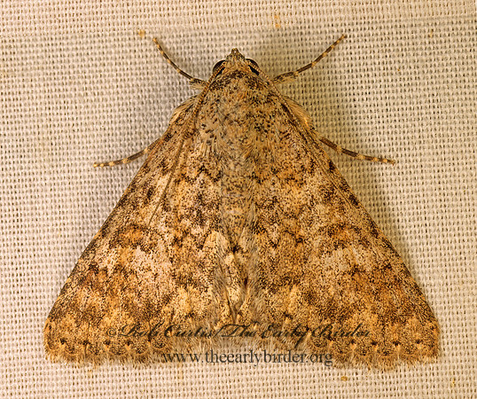 Matigramma rubrosuffusa OMOPTERINI EREBID MOTH 94505-1 z