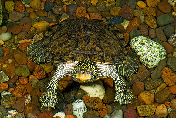 Graptemys pseudogeographica  FALSE MAP TURTLE 4002449z