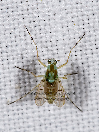 Djalmabatista pulcher  TANYPODINAE MIDGE 6025046z