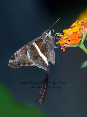Chioides catillus WHITE-STRIPED LONGTAIL  7009448z