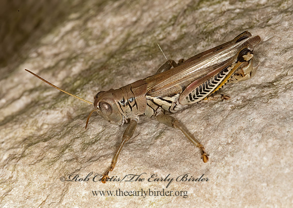 Melanoplus differentialis  DIFFERENTIAL GRASSHOPPER 8023461z