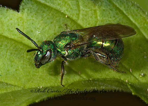 Augochlora pura  PURE GREEN AUGOCHLORA 5000097z
