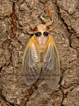 Magicicada cassinii CASSINI'S PERIODICAL CICADA 9088088 z
