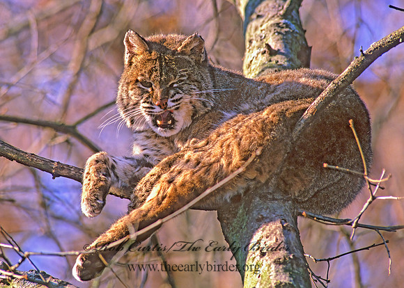 Lynx rufus  BOBCAT 212937z