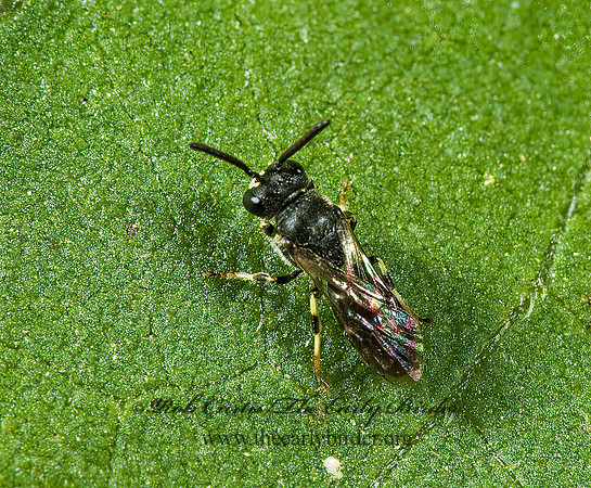 Hylaeus (Hylaeus) mesillae 5001457z