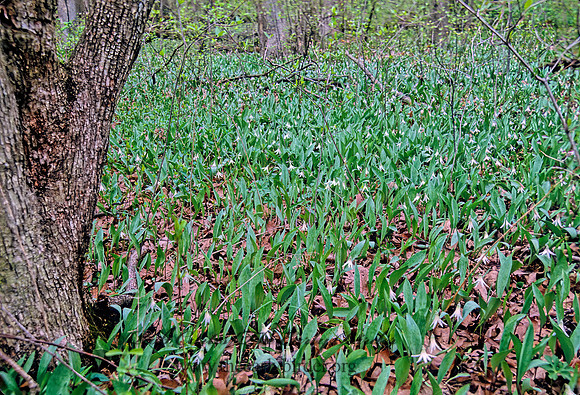 Erythronium albidium  WHITE TROUT LILY 288402z