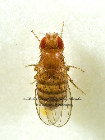 Drosophila melanogaster  VINEGAR FLY 5015775z