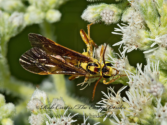 Ceratogastra ornata  BANCHINAE ICHNEUMON WASP 9049692z