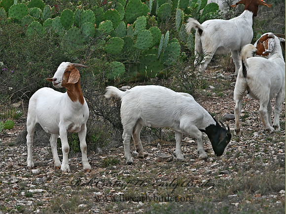 Capra aegagrus hircus  DOMESTIC GOAT 3036395z