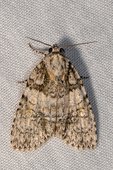 Acronicta  DAGGER MOTH 3028412z