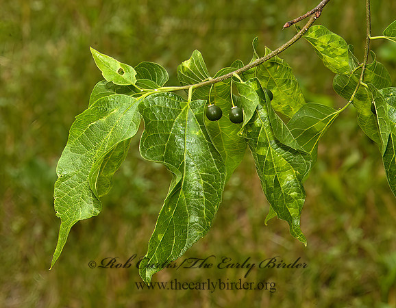 Celtis occidentailis  COMMON HACKBERRY 5009192 z