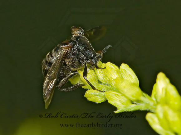 Ripiphorus fasciatus grp 5013392 Fz