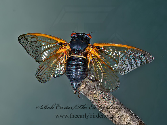 Magicicada cassinii CASSINI'S 17-YEAR CICADA 9089097z