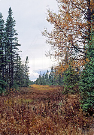 TAMARACK BOG 98618z