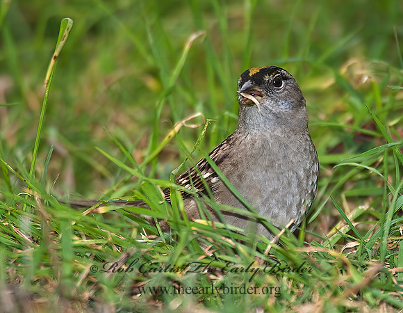Zonotrichia atricapilla  GOLDEN-CROWNED SPARROW 8020761z