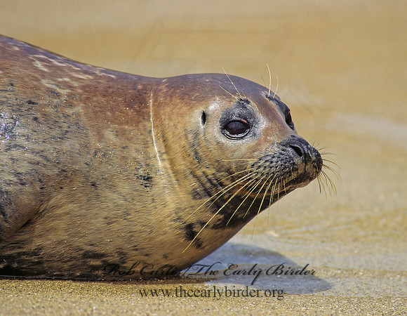 Phoca vitulina  HARBOR SEAL 124523z