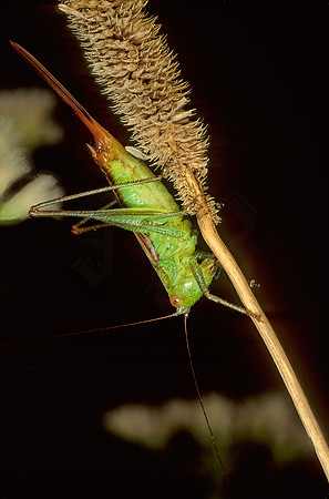 Conocephalus saltans  PRAIRIE MEADOW KATYDID 115009z