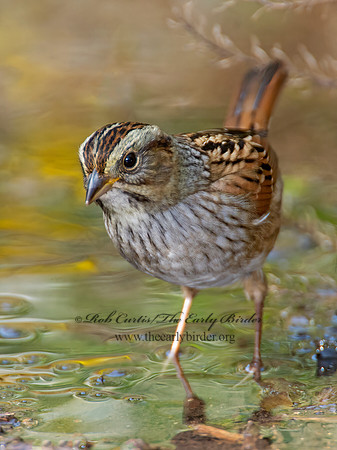 Melospiza georgiana  SWAMP SPARROW 9005487z