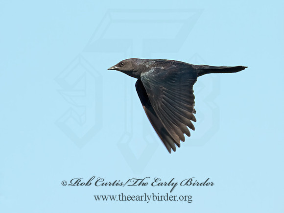 Euphagus cyanocephalus  BREWER'S BLACKBIRD 9002483z