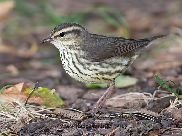 Parkesia noveboracensis  NORTHERN WATERTHRUSH 9005081z