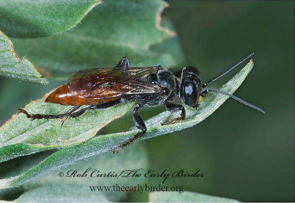 Prionyx parkeri or thomae 7009846z