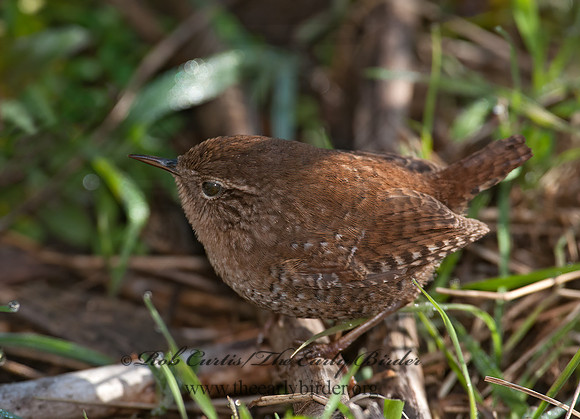 Troglodytes hiemalis  WINTER WREN 8034004z