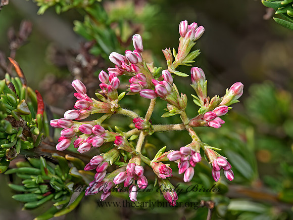 Eriogonum fasciculatum  CALIFORNIA BUCKWHEAT 8036152z