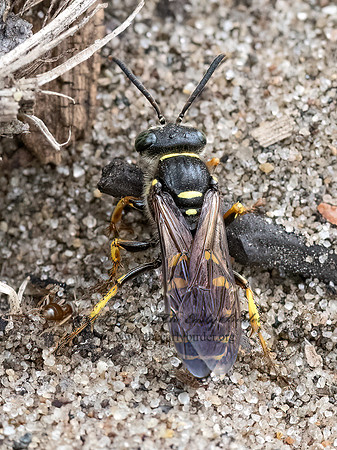 Aphilanthops frigidus  EASTERN ANT-QUEEN KIDNAPPER 3022431z