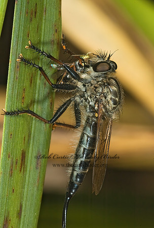 Efferia aestuans  ASILINAE ROBBER FLY 5012872z