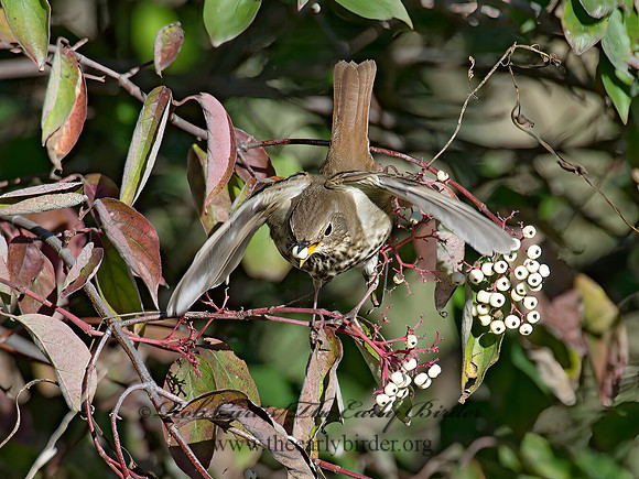 Catharus guttatus  HERMIT THRUSH 9015482z