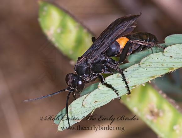 Anoplius semicinctus  SPIDER WASP 6013677z