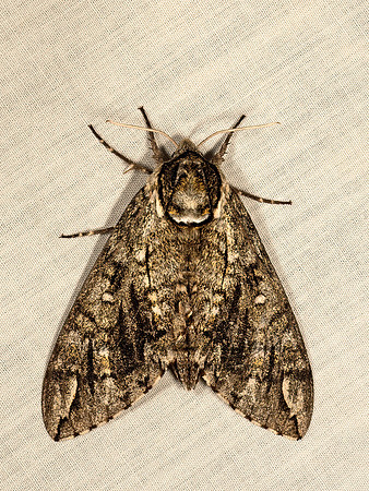 Ceratomia undulos  WAVED SPHINX 9049872z
