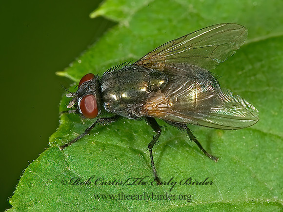 Eudasyphora cyanicolor  MUSCID FLY 8005230z