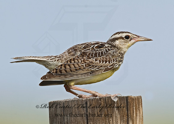 Sturnella neglecta  WESTERN MEADOWLARK 7011087z