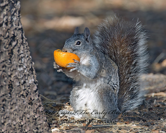 Sciurus arizonensis  ARIZONA GRAY SQUIRREL 7007449z