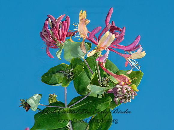 Lonicera heckrotti  GOLDFLAME HONEYSUCKLE 8031358z