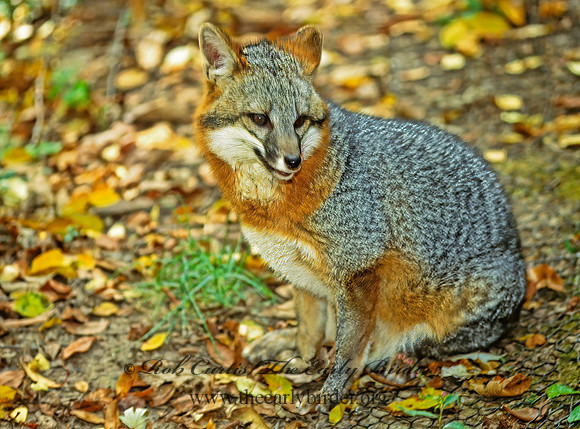 Urocyon cineroargentatus  GRAY FOX  309223z