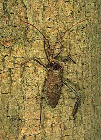 Acanthocephala declivis 261508z