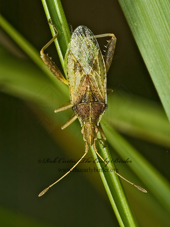 Harmostes reflexulus 5014590z