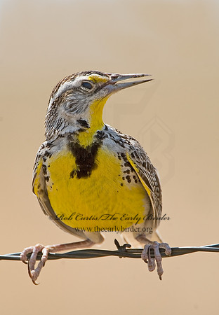 Sturnella neglecta  WESTERN MEADOWLARK 7011418z