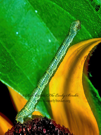 Chlorochlamys chloroleucaria BLACKBERRY LOOPER caterpillar 1111028z