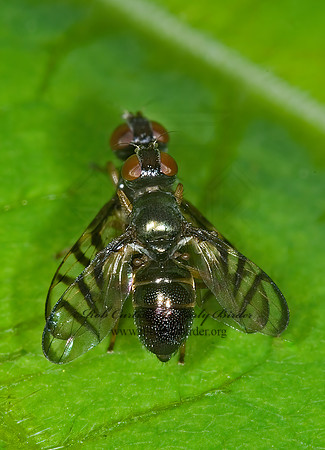 Rivellia SIGNAL FLY 6010095z