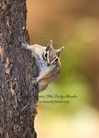 Neotamias dorsalis  CLIFF CHIPMUNK 6026939z